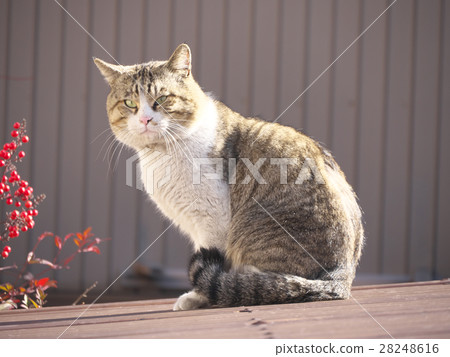 Grasshopper 28248616