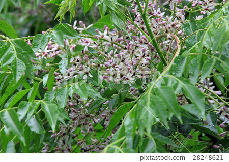 House flowers House flowers 28248621