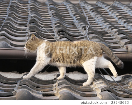 Grasshopper 28248623