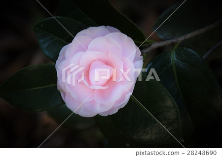 Cold camellia Cold camellia 28248690