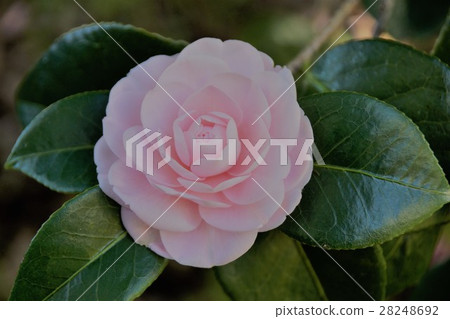 冷山茶花 冷山茶花 28248692
