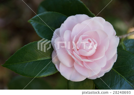 冷山茶花 冷山茶花 28248693