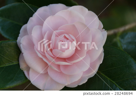 冷山茶花 冷山茶花 28248694