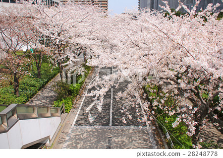 櫻花在札幌市川崎市的新川崎站周圍 櫻花在札幌市川崎市的新川崎站周圍 28248778