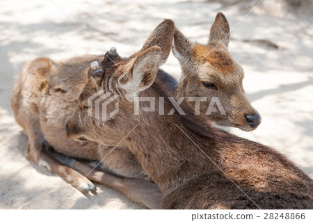 [Hiroshima/Miyajima Deer] 28248866