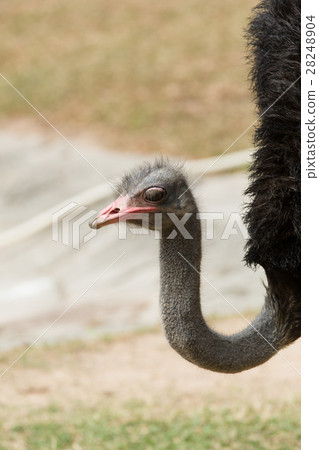 Ostrich looking at the camera smiling in its pen 28248904