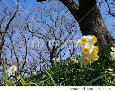 Narcissus 2 Pinto back Narcissus 2 Pinto back 28248930