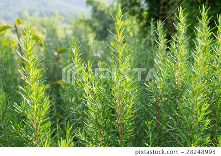 Close up on decorative green thyme garden 28248993
