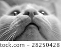 White Cat Closeup In Gray Tones 28250428