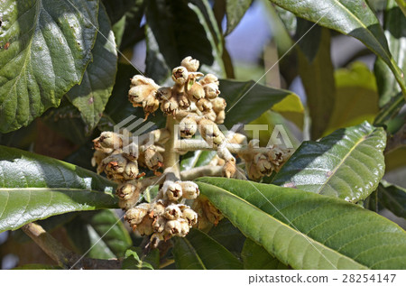 Loquat after the flower (February) 28254147