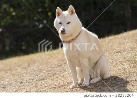 White Shiba Inu Stock Photo 28255204 Pixta