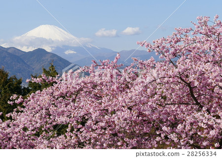 Fuji and Kawazu cherry tree Fuji and Kawazu cherry tree 28256334
