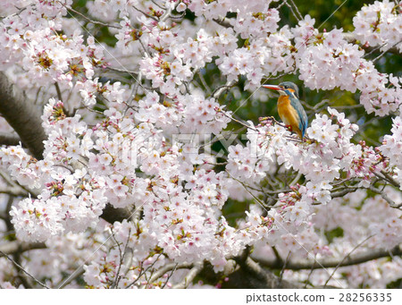 Kingfish and cherry blossoms 28256335