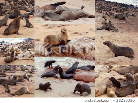 Collection of of Brown fur seal - sea lions Africa Collection of of Brown fur seal - sea lions Africa 28256380
