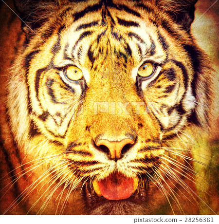 Sumatran Tiger, Panthera tigris sumatrae Sumatran Tiger, Panthera tigris sumatrae 28256381