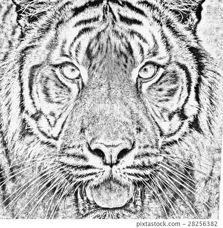 Sumatran Tiger, Panthera tigris sumatrae 28256382