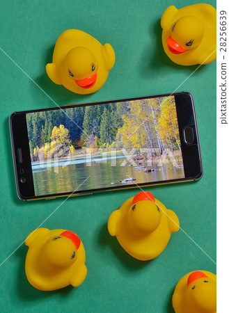 Yellow rubber duck and smartphone concept 28256639