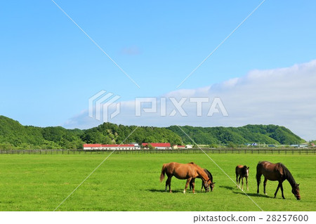 Thoroughbred parents who were in a vast pasture in Hokkaido 28257600