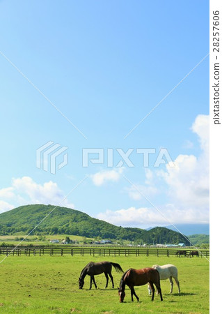 北海道夏天藍天和良種農場風景 北海道夏天藍天和良種農場風景 28257606