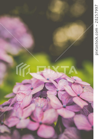 hydrangea hydrangea 28257997