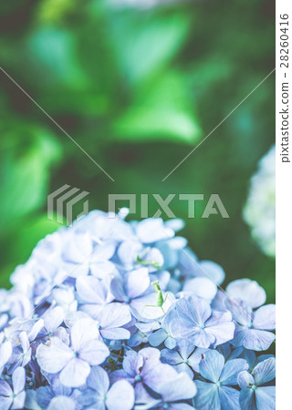 繡球花和螳螂 28260416