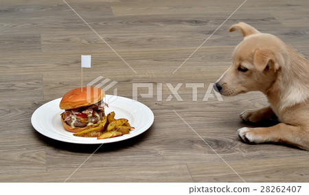 puppy dog fastidious looking at tasty hamburger 28262407