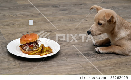 puppy dog fastidious looking at tasty hamburger 28262409