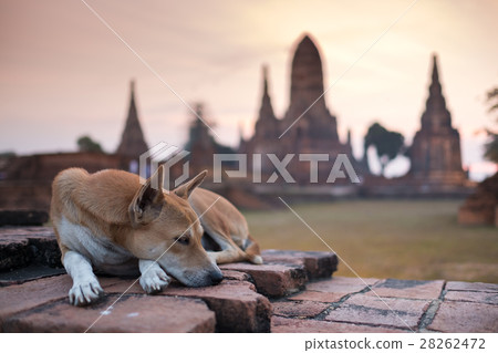 Dog in temple Dog in temple 28262472
