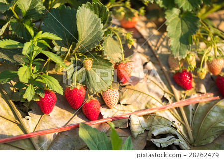 Fresh strawberry 28262479