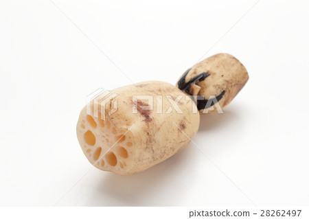 蓮藕 蓮藕 28262497