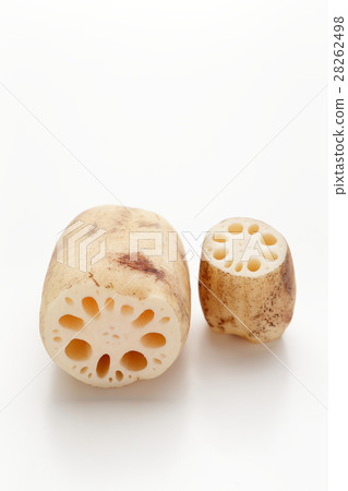 蓮藕 蓮藕 28262498