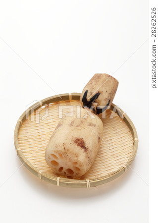 Lotus root case 28262526