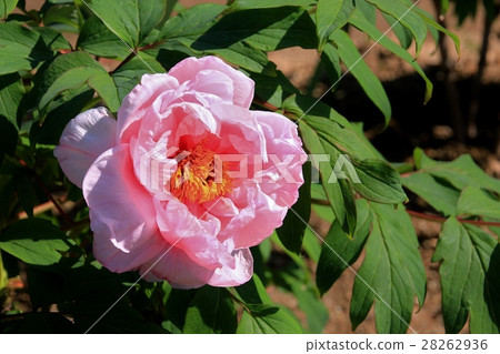 Beautiful pink peony flowers Beautiful pink peony flowers 28262936