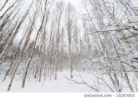 Winter forest. captured with Fish-Eye lens.  28263003