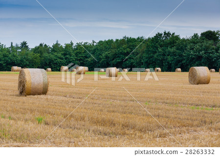 Italian countryside panorama. wheat round bales Italian countryside panorama. wheat round bales 28263332