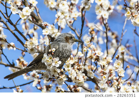 Brown eagle came to suck plum honey Brown eagle came to suck plum honey 28263351