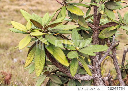Tree rhododendron in Sri Lanka Tree rhododendron in Sri Lanka 28263764