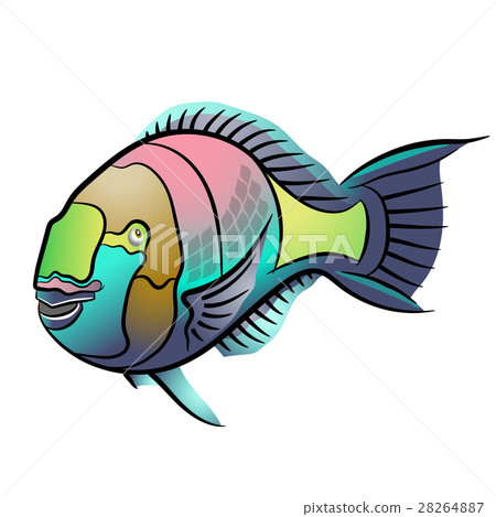 Scarus ferrugineus, Rusty parrot fish in red sea 28264887