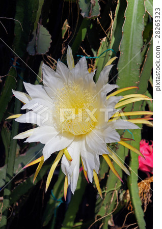 Dragon fruit flowers 28265323