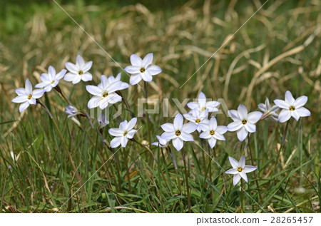 Hananira (Hana) Hananira (Hana) 28265457