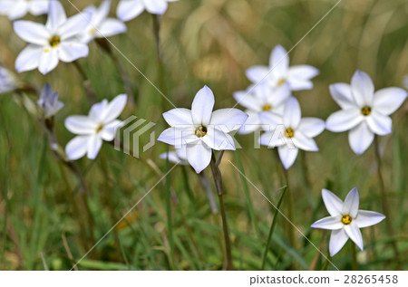 Hananira (Hana) Hananira (Hana) 28265458