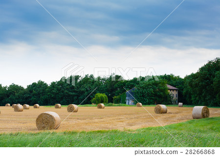 Italian countryside panorama. wheat round bales Italian countryside panorama. wheat round bales 28266868