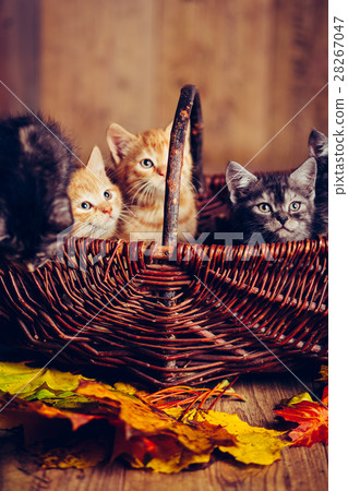 kitten babys cat animal kitten babys cat animal 28267047