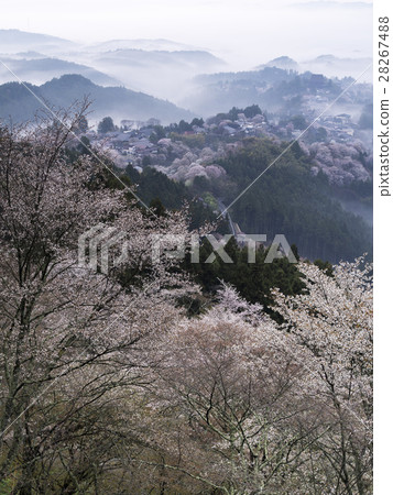 Morning of Yoshino mountain (Nara) Morning of Yoshino mountain (Nara) 28267488