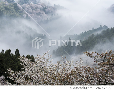 晨霧吉野(奈良) 晨霧吉野(奈良) 28267490