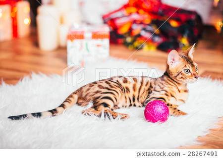 bengalcat kitten brown spotted 28267491