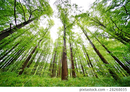 Metasequoia Forest Metasequoia Forest 28268035