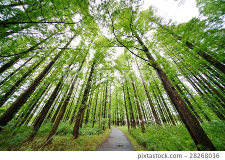 Metasequoia Forest Metasequoia Forest 28268036