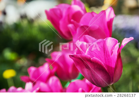 Pink tulips in the garden, springtime 28268137