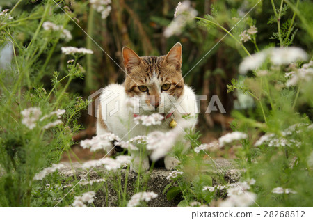 Cat in a pile of flowers Cat in a pile of flowers 28268812